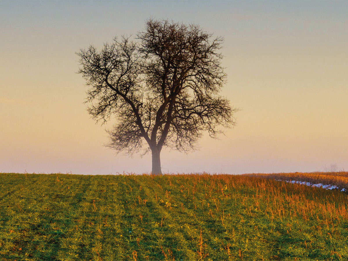 Einzelner Baum in mystischer Landschaft